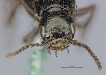 Media type: image;   Entomology 305335 Aspect: head frontal view